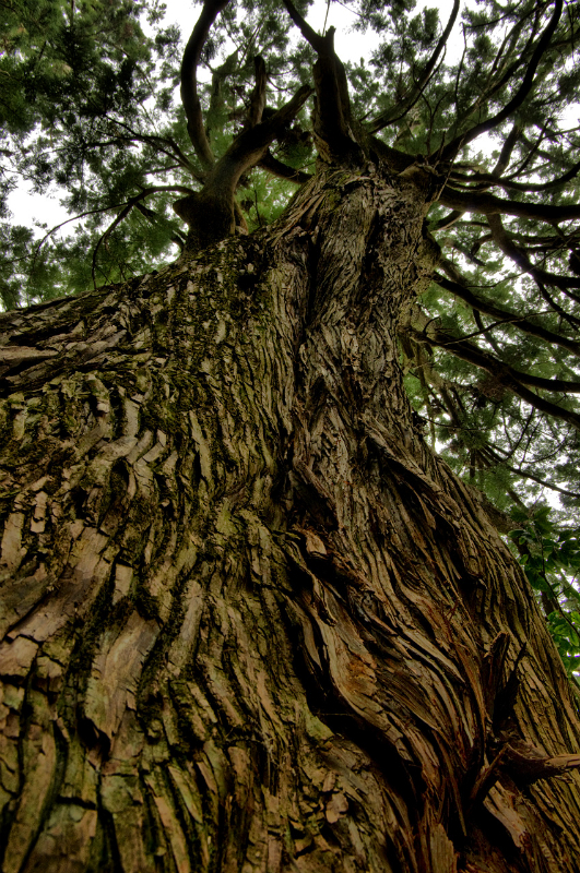 熊野古道の巨木