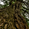 熊野古道の巨木