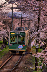 桜のトンネル