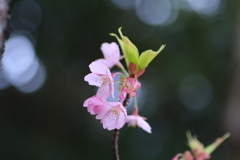 河津桜