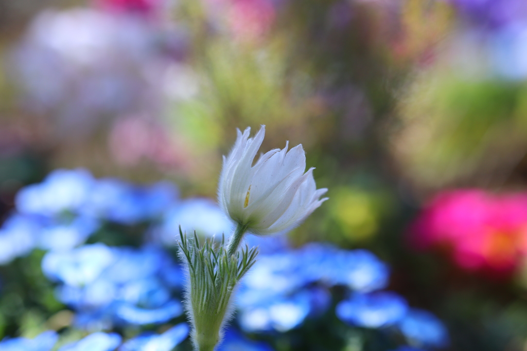 うつむく花