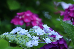 紫陽花コラボ