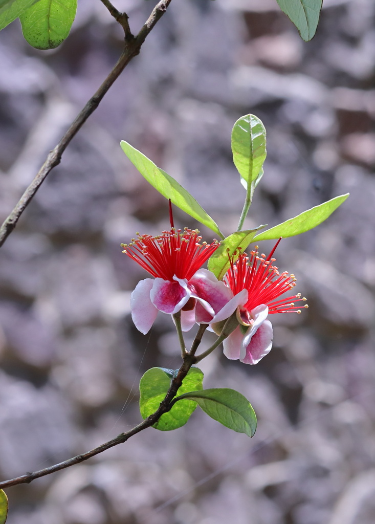 情熱に燃える心