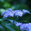 公園の紫陽花
