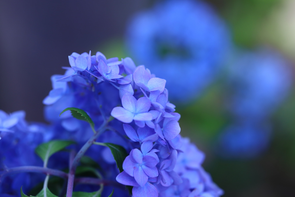 紫陽花の候