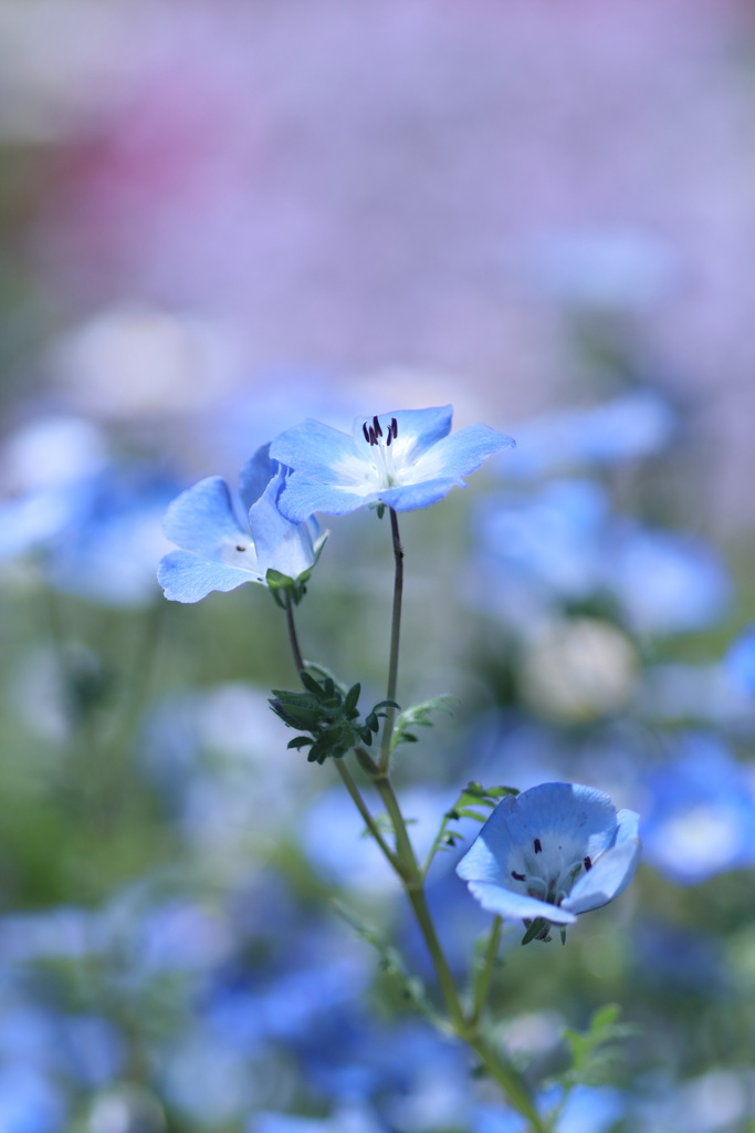 青く　碧く