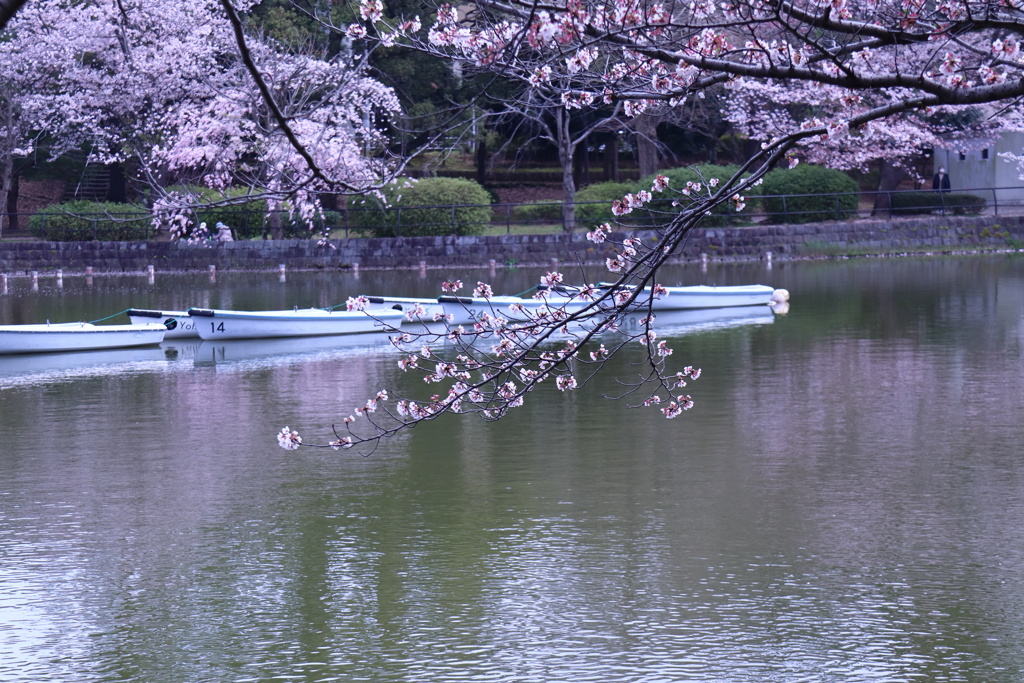 しだれ桜とボート