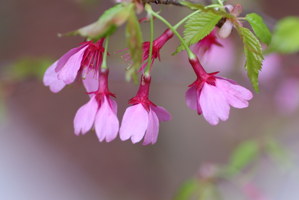 寒緋桜