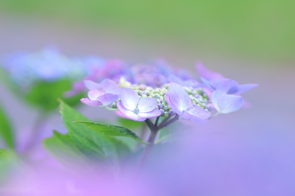 朧