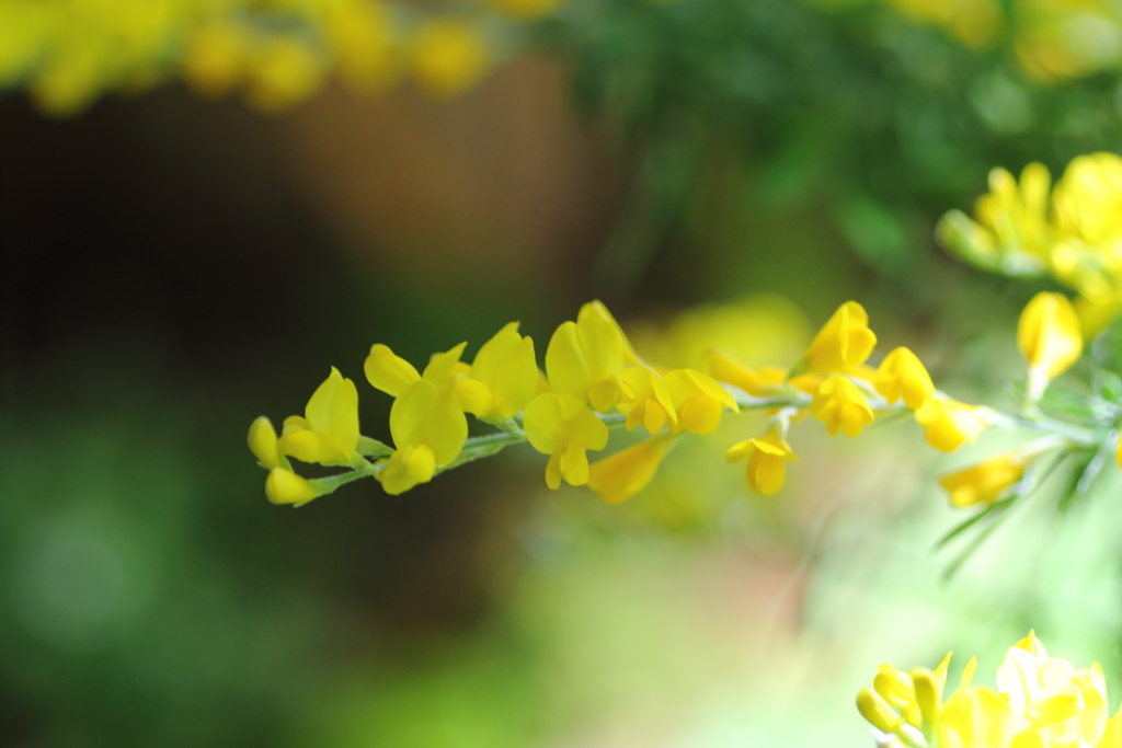 きいろの花