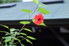 「新しい恋」「繊細な美しさ」