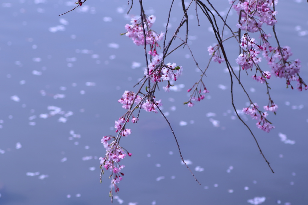 池と桜