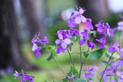 ムラサキハナナ