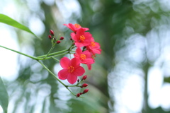 温室の花