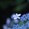 紫陽花に別れ