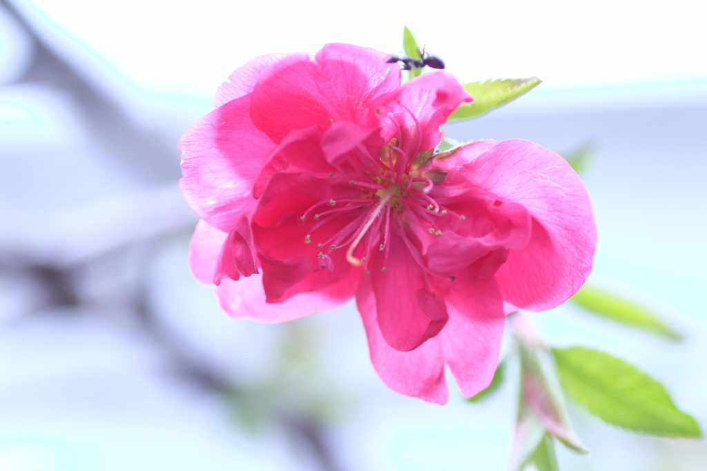 花透けて