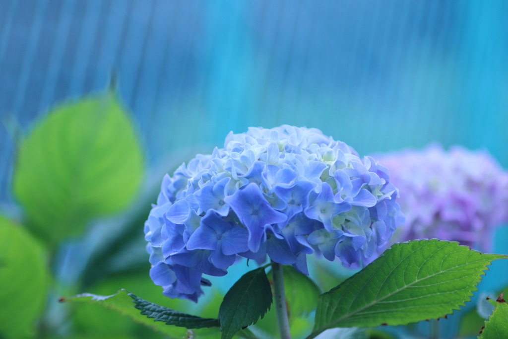 紫陽花散歩