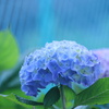 紫陽花散歩