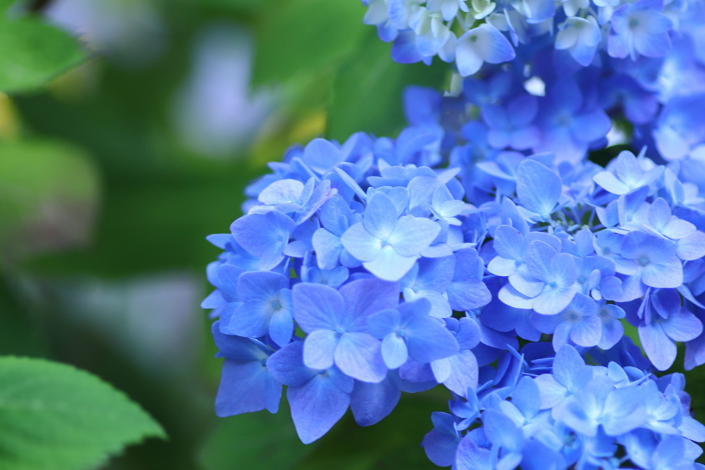 紫陽花