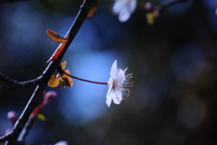 花ひらくスモモ