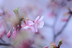 河津桜