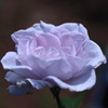 青い薔薇