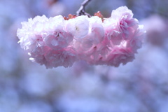 八重桜