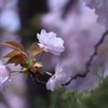 八重のさくら　