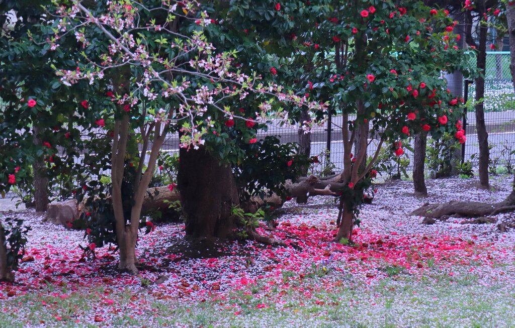 桜と落ち椿