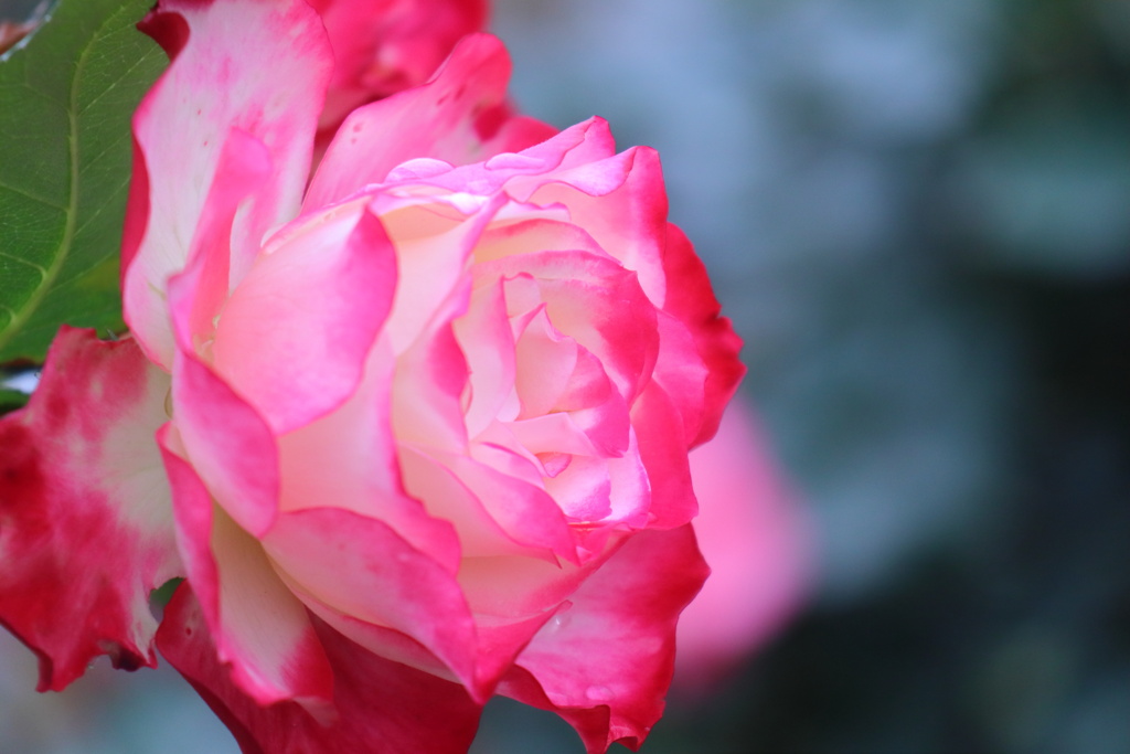 赤い薔薇