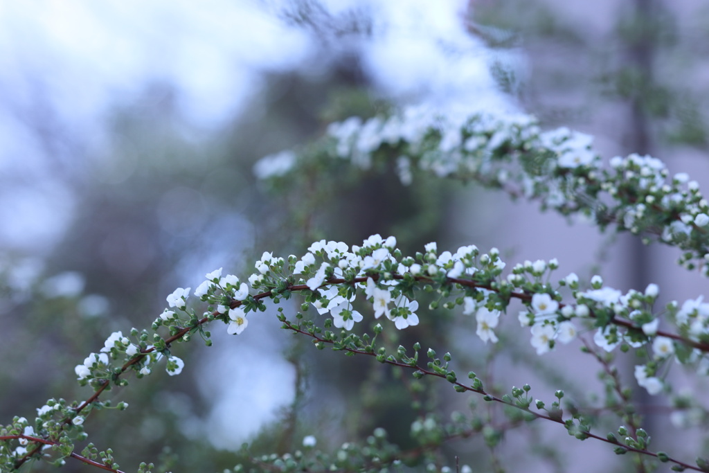 花アーチ