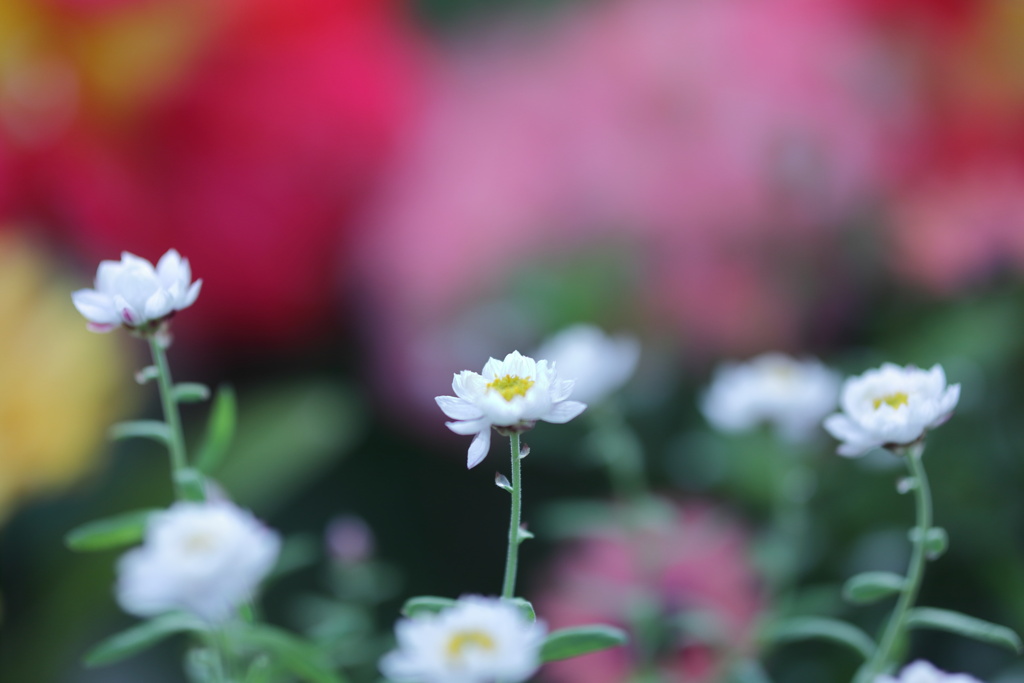 花簪（ハナカンザシ）
