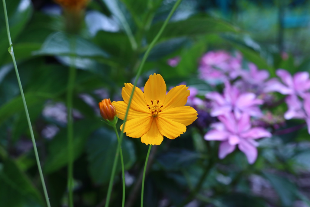 キバナコスモス