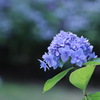 紫陽花