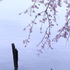 さくら咲く池