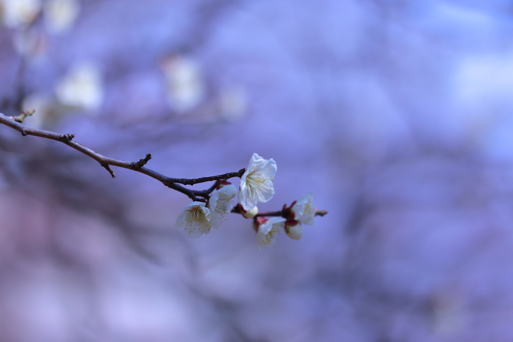 春の香り