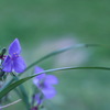 露草の舞