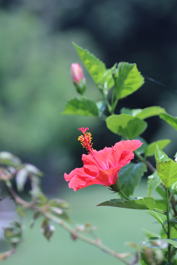 夏　夏　夏