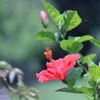 夏　夏　夏