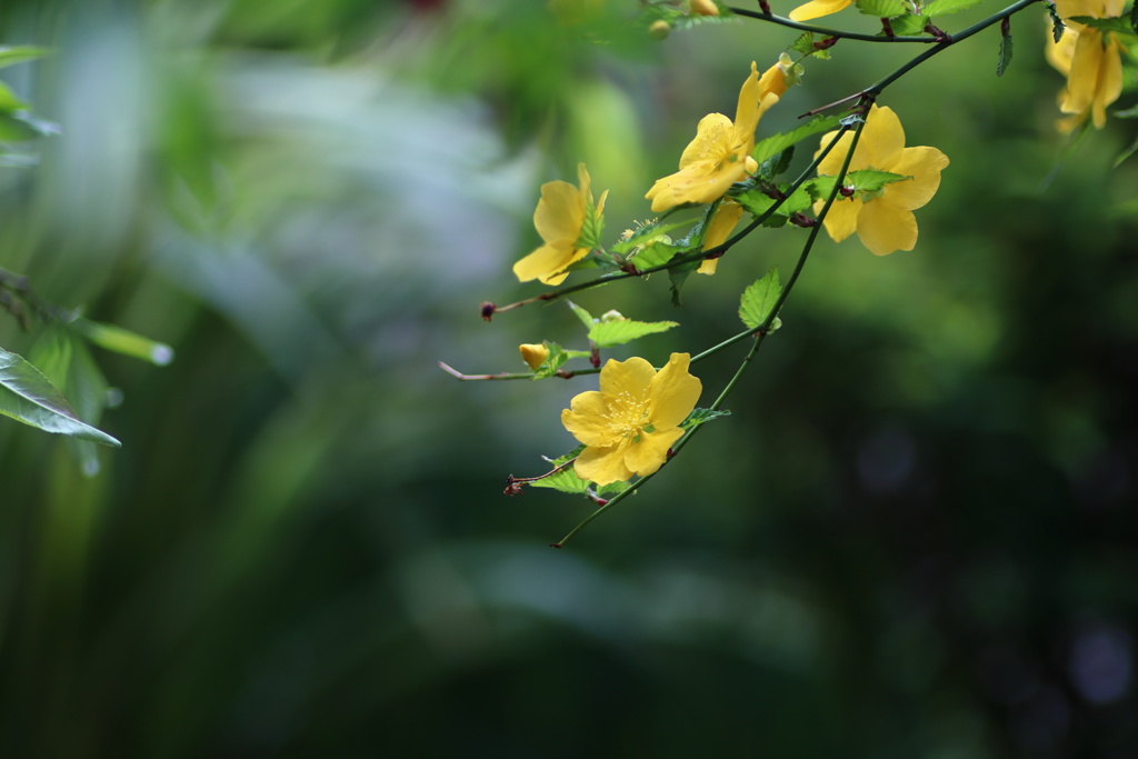 公園の花