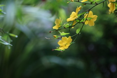 公園の花