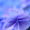 青く　蒼く