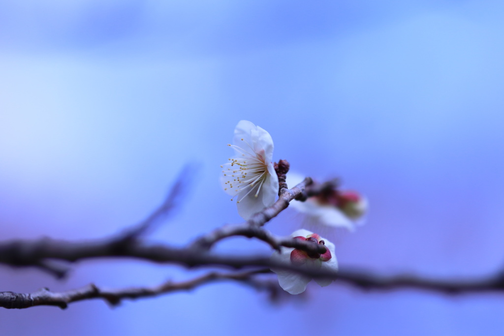 春の香り