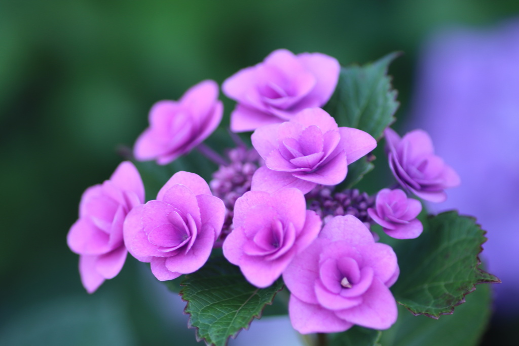紫陽花