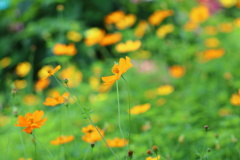 キバナコスモス