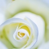 白い薔薇