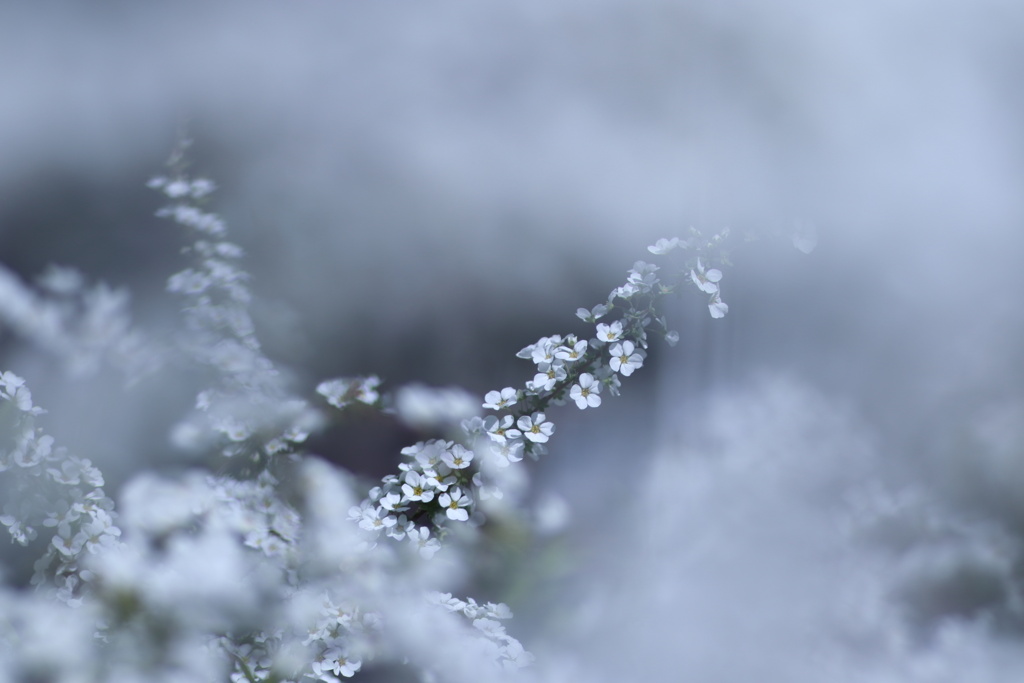 朧気