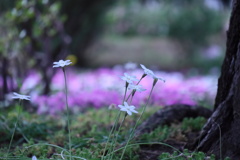 ハナニラ