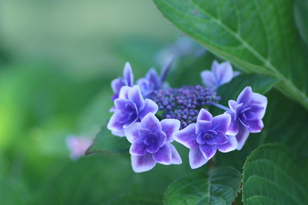 縁取りの紫陽花