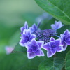 縁取りの紫陽花